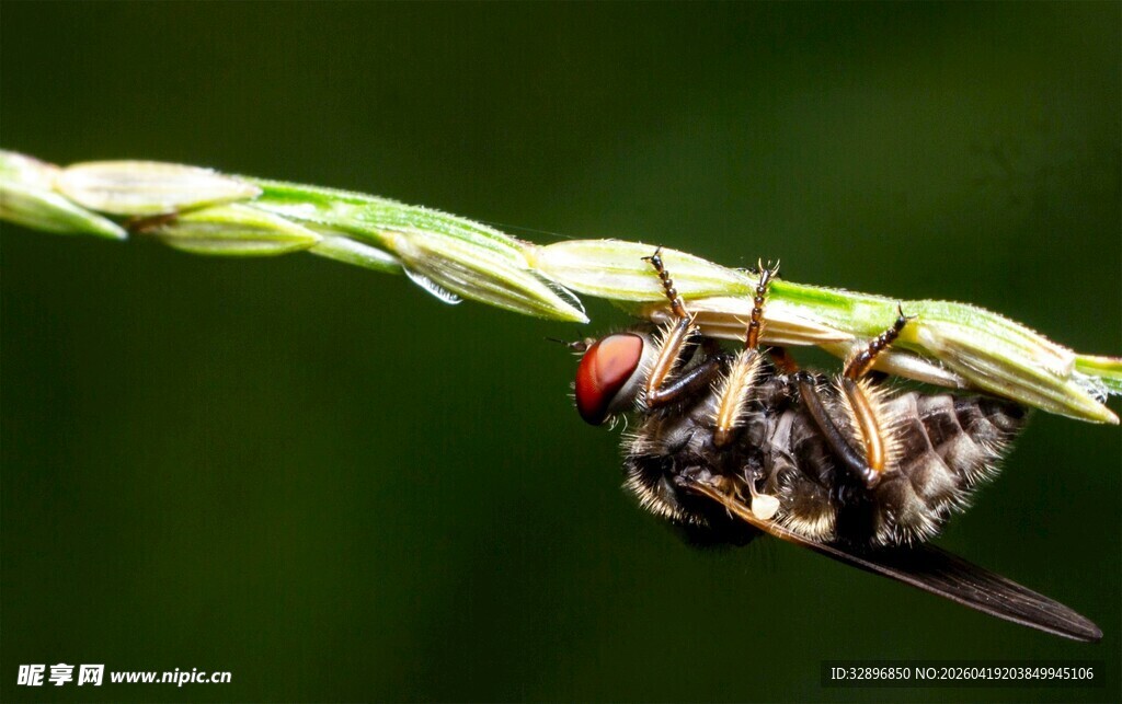 草茎上的苍蝇