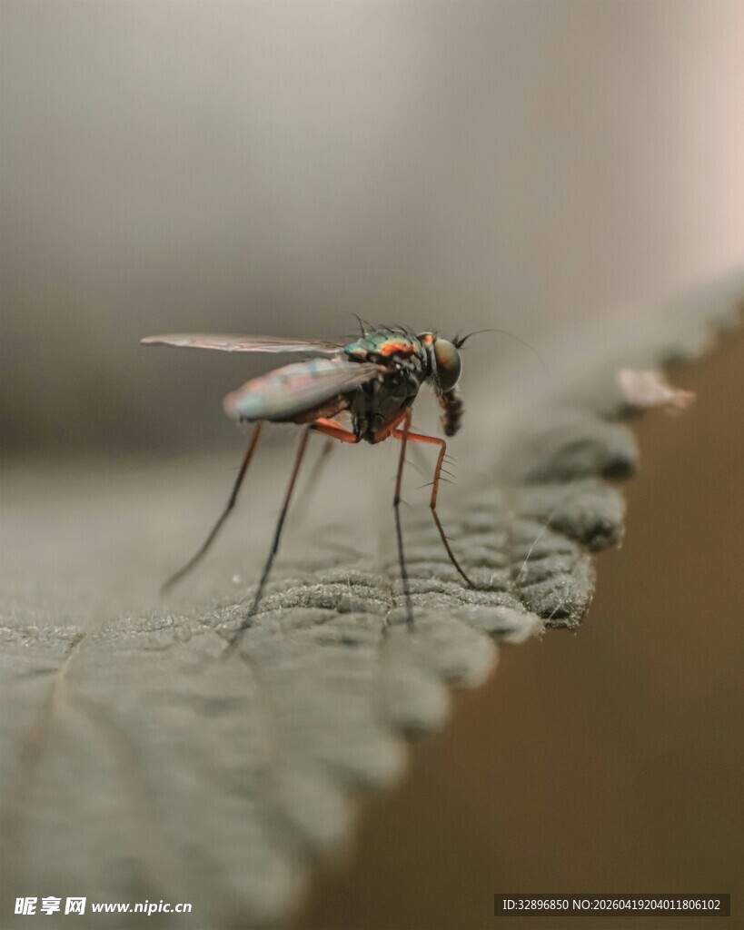 叶上停驻的纤细蚊虫