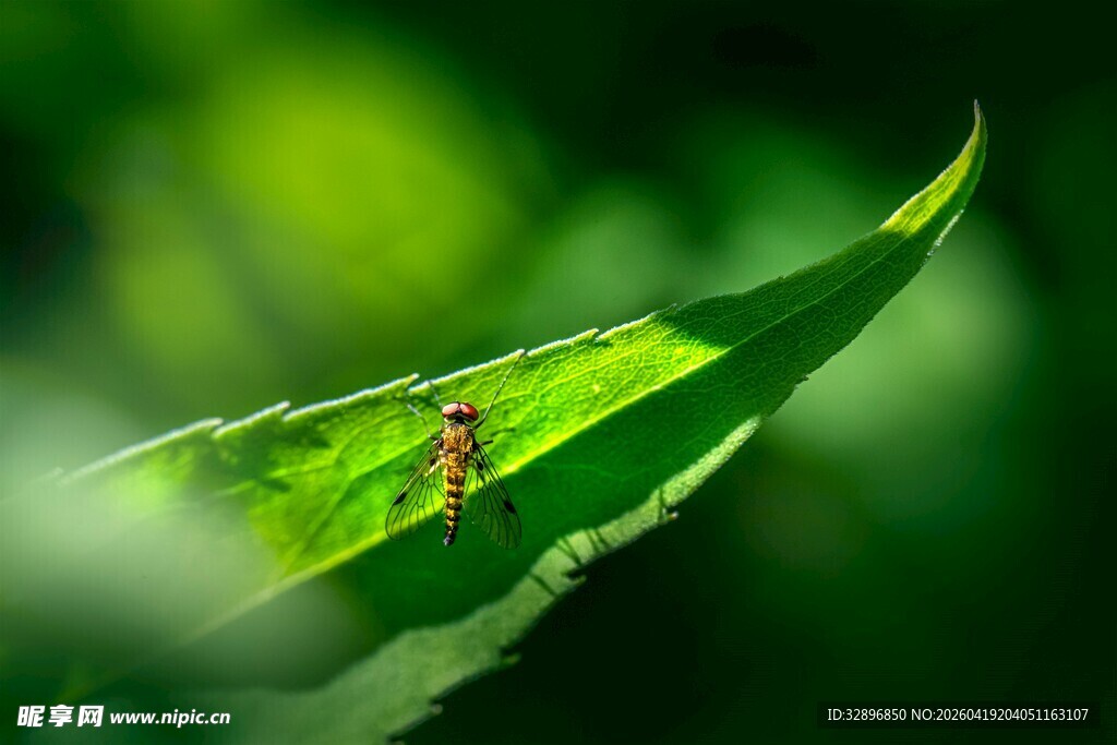 绿叶上的小昆虫