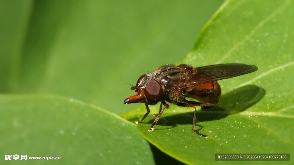 绿叶上的褐色苍蝇