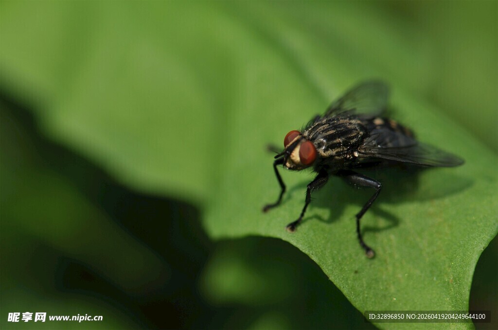 绿叶上的黑苍蝇