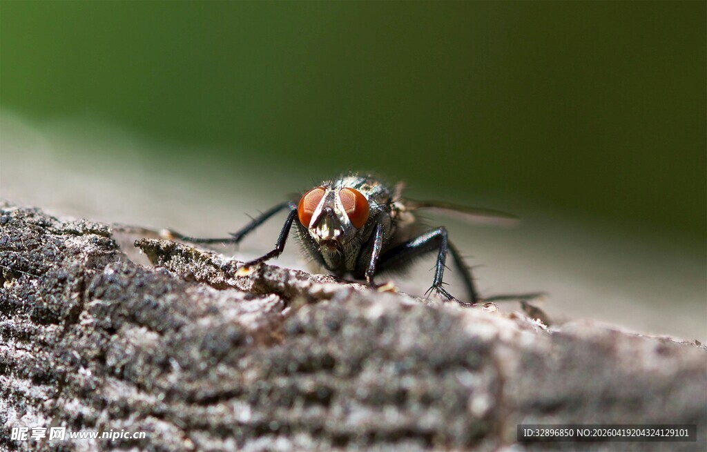 木头上的黑苍蝇特写