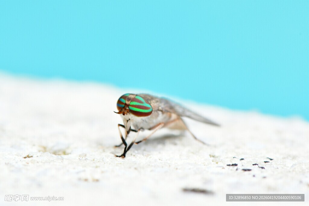 微距下的绿眼苍蝇
