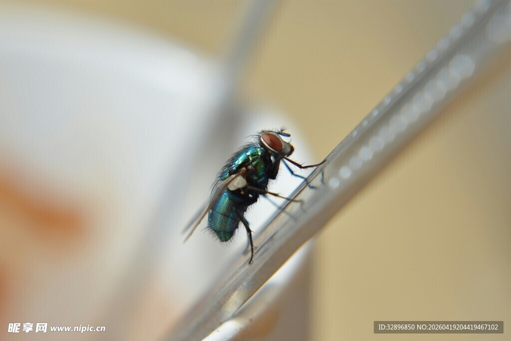 停在物体上的绿头苍蝇