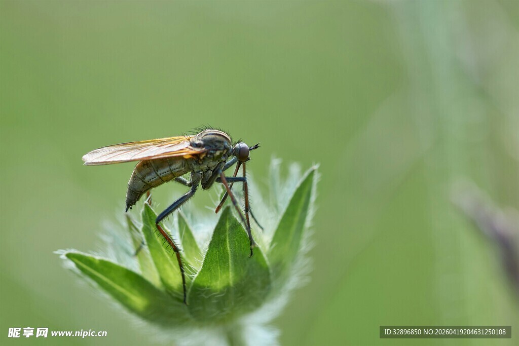 绿叶上的苍蝇