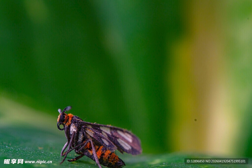 绿叶上的小昆虫