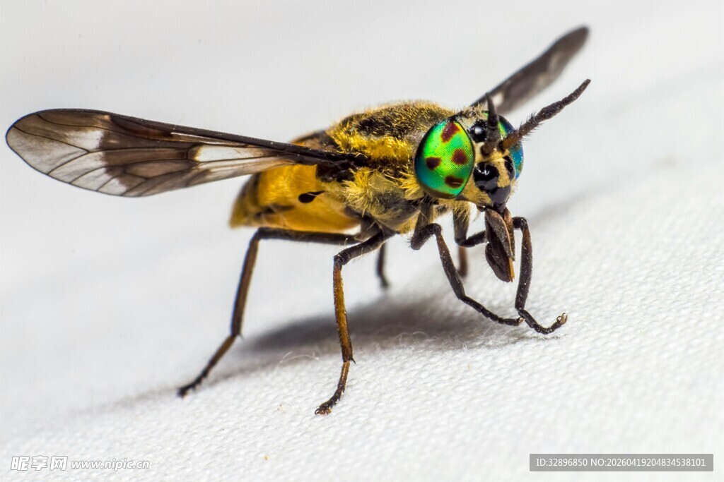 绿眼黄身蜂特写