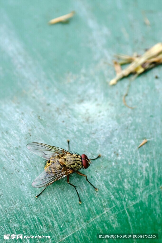 绿色表面上的一只苍蝇