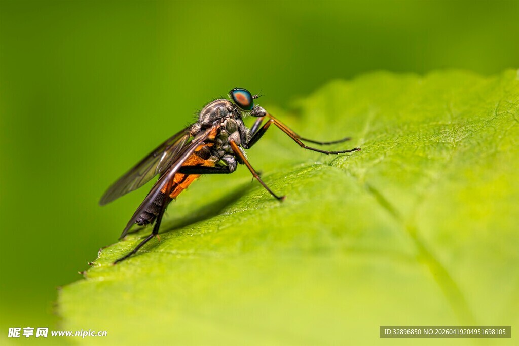 绿叶上的多彩昆虫