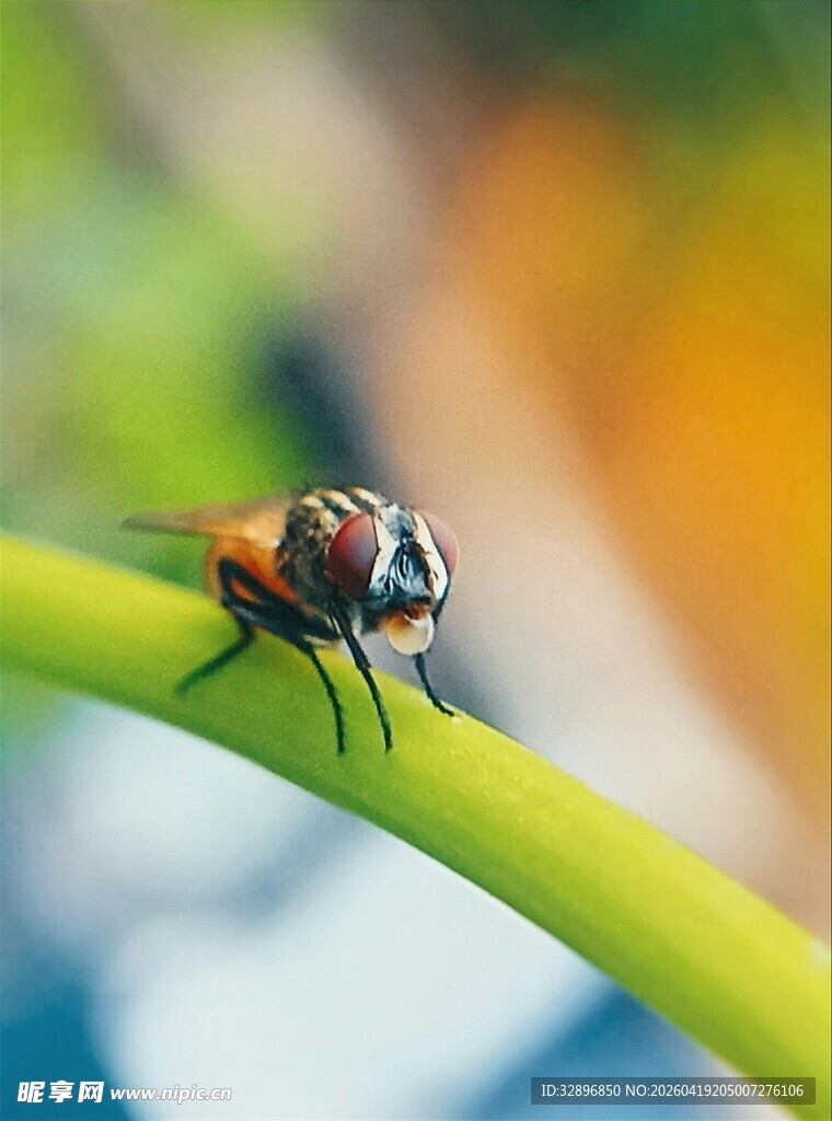 绿叶上的精致小苍蝇