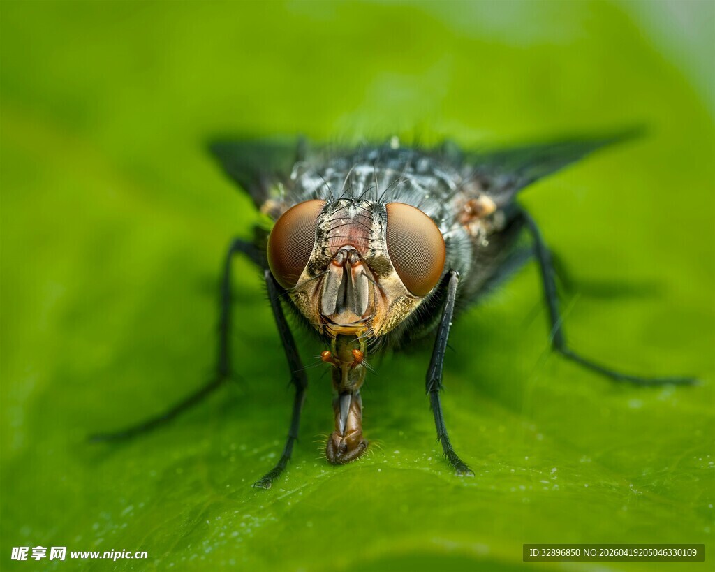 微距下的苍蝇特写