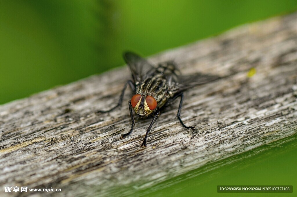 木上停驻的黑红相间苍蝇