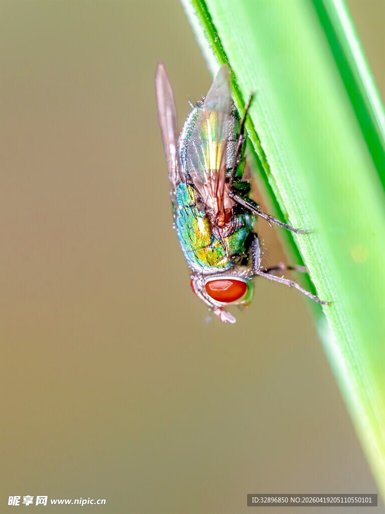 停在绿叶上的多彩苍蝇