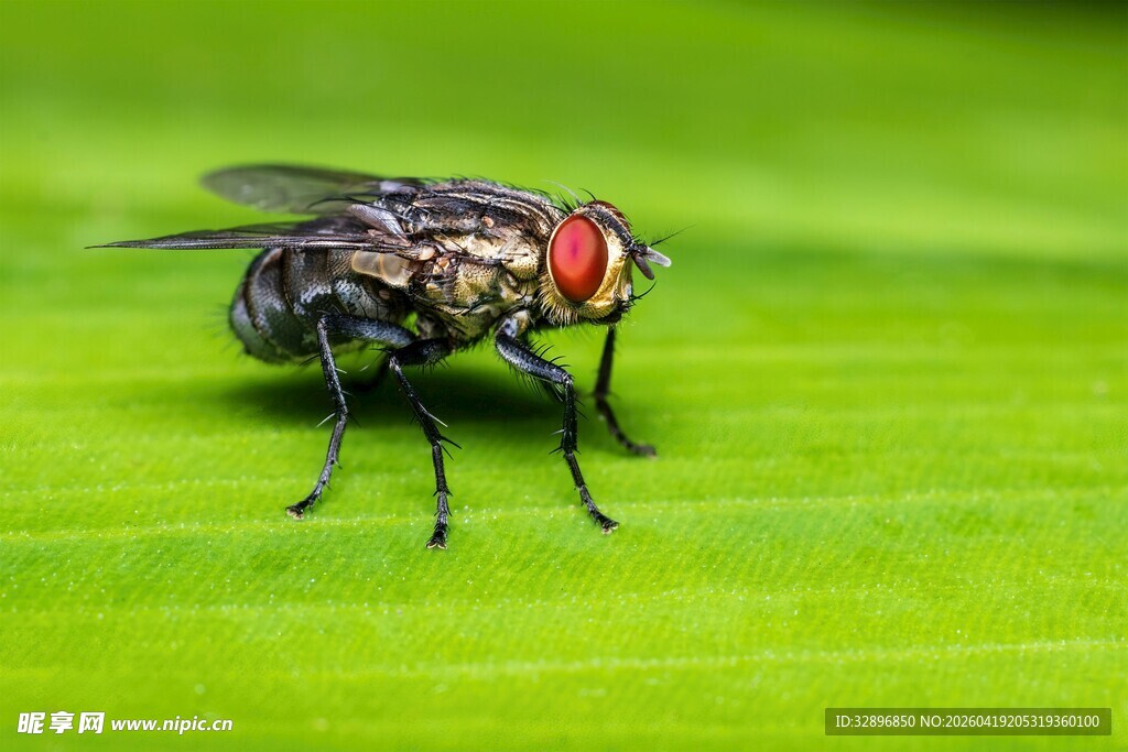 绿叶上的黑身红眼苍蝇