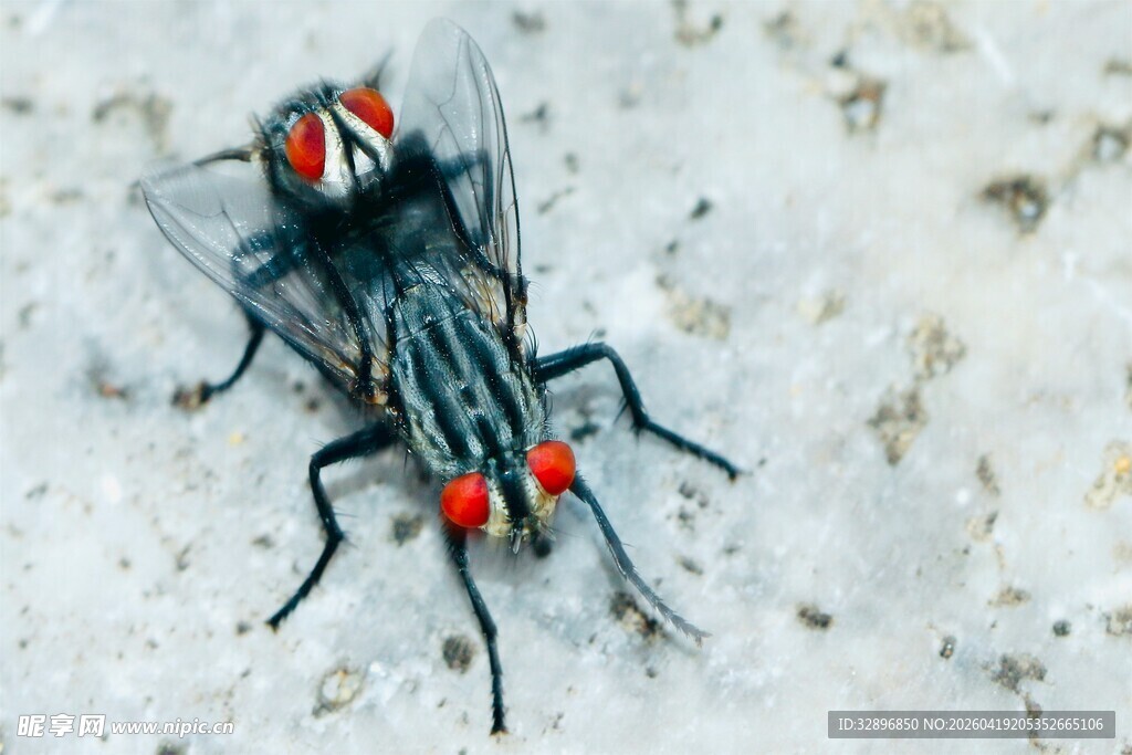 两只红头苍蝇趴在地面