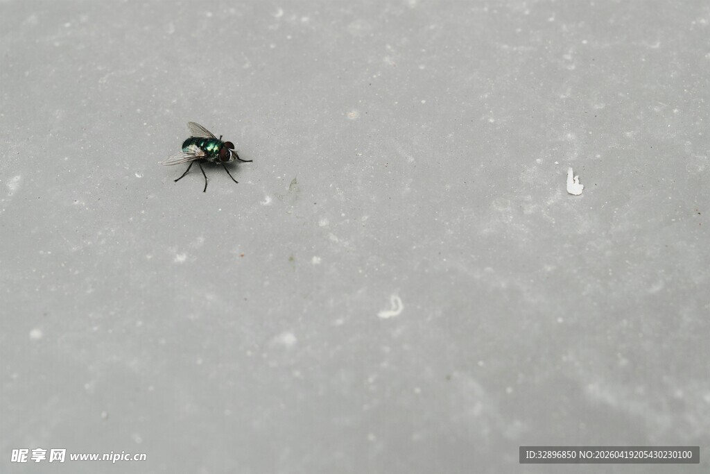 雪地中的黑色小昆虫