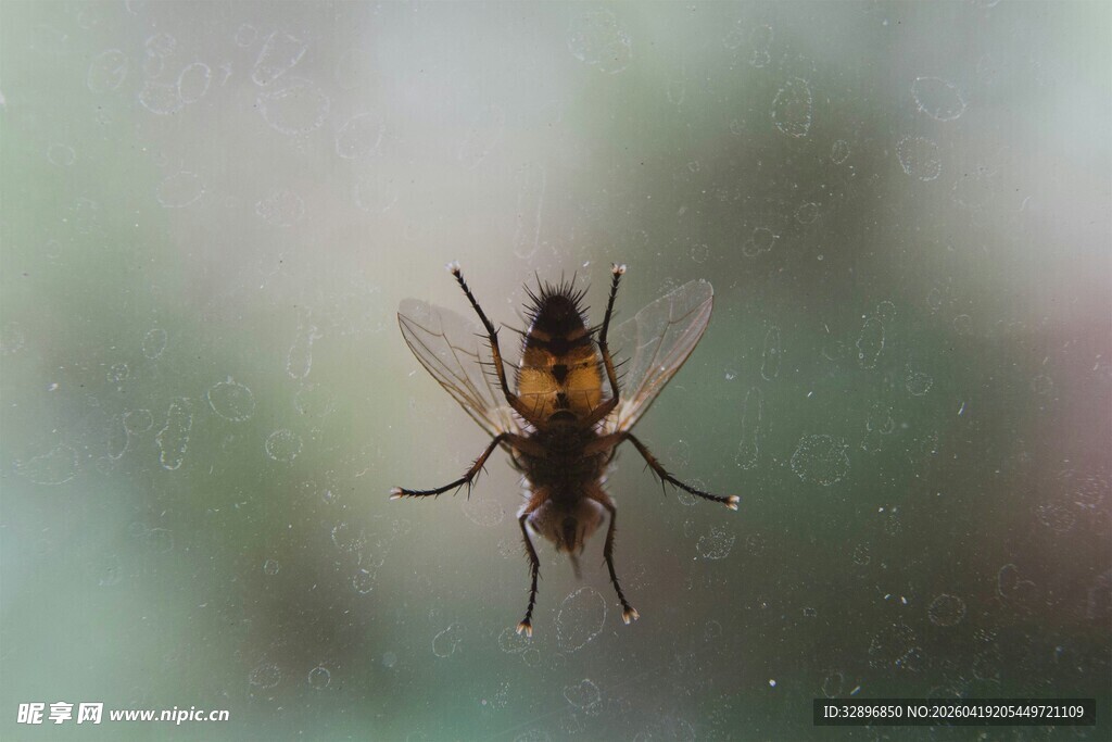飞行中的黄黑相间苍蝇