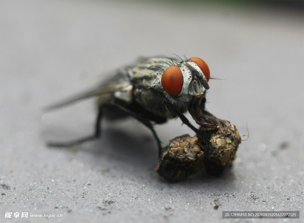 苍蝇进食特写