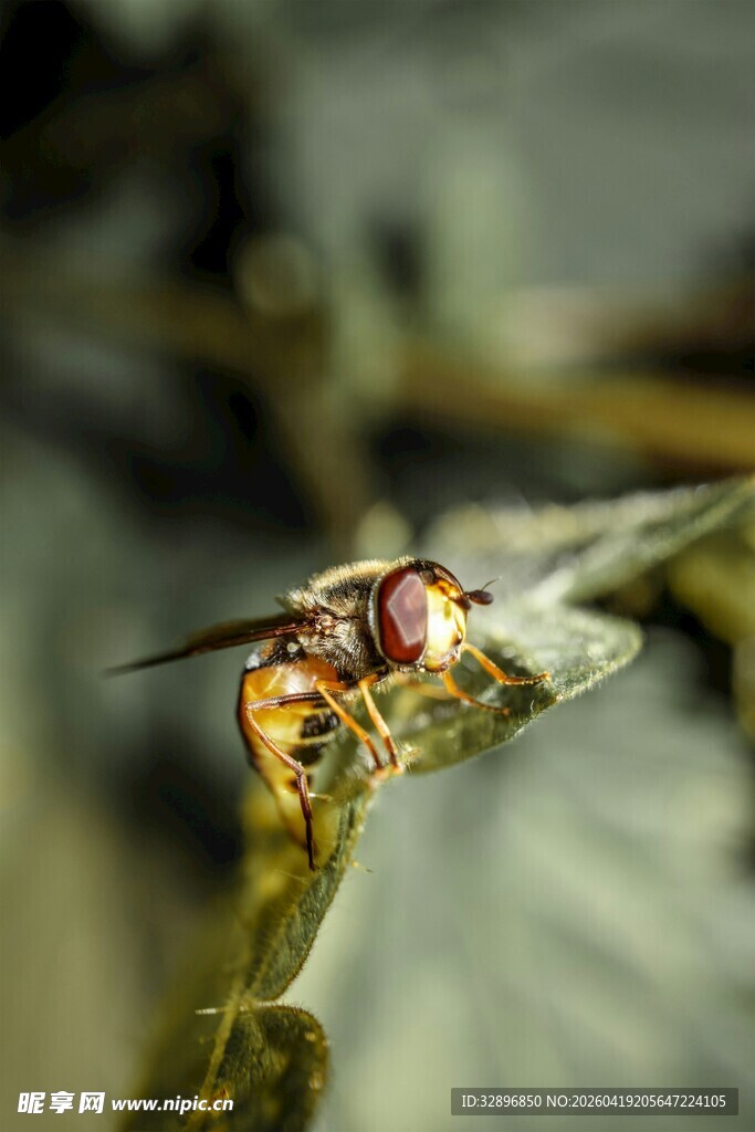 停在绿叶上的彩色小昆虫