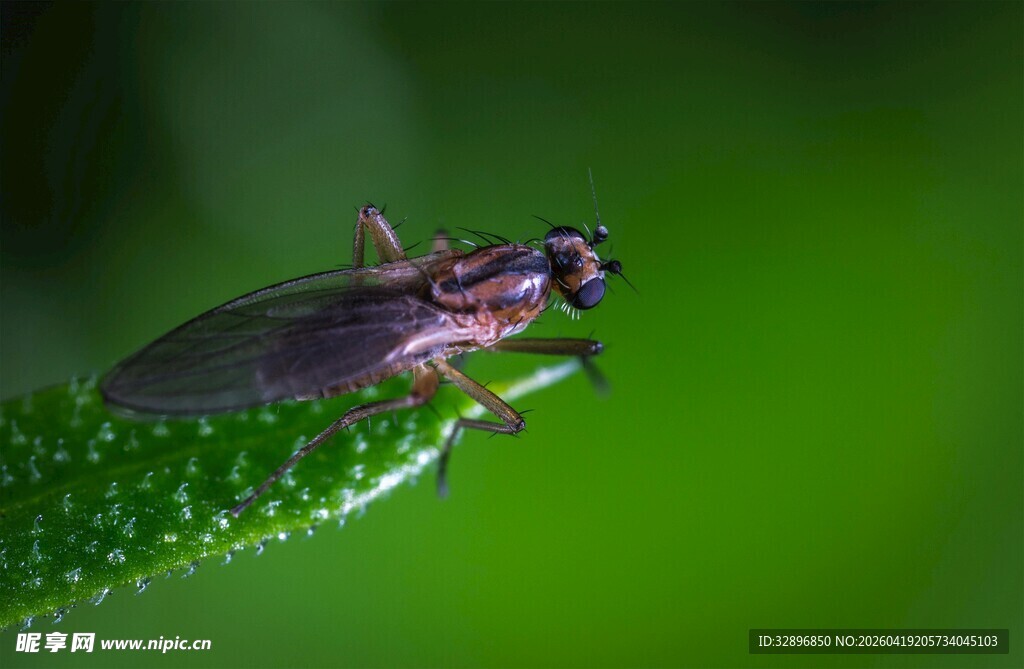 绿叶上的精致小蝇