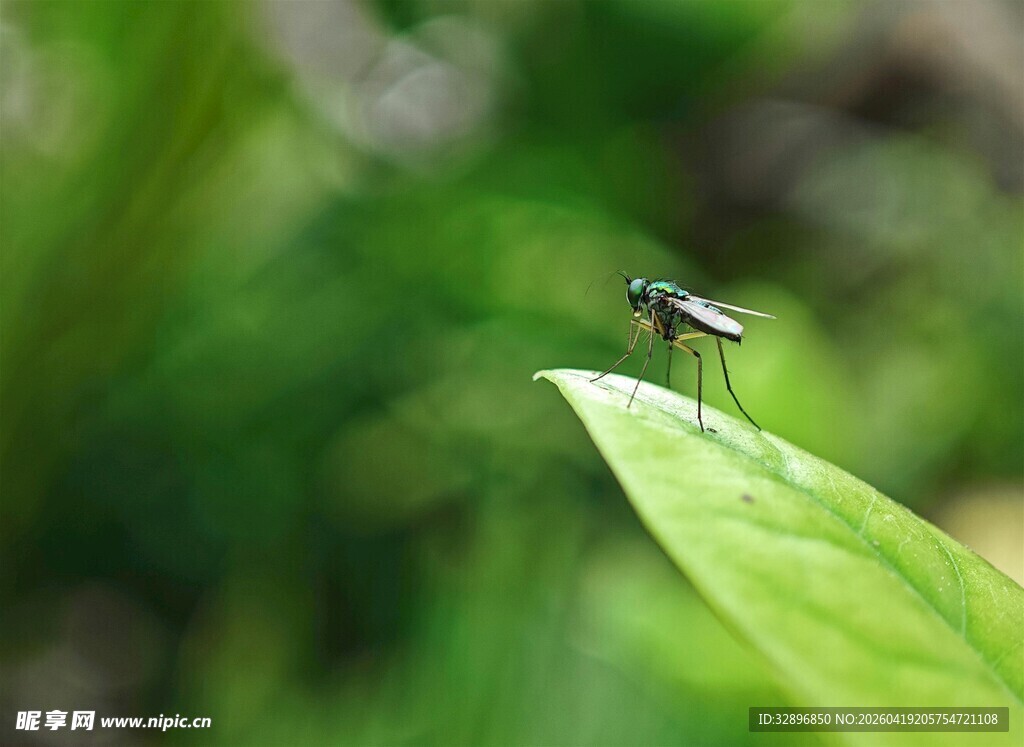 绿叶上的小昆虫