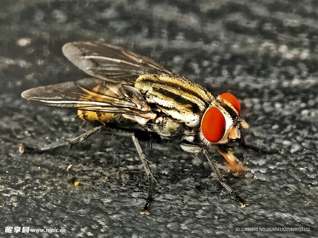 红眼条纹苍蝇特写