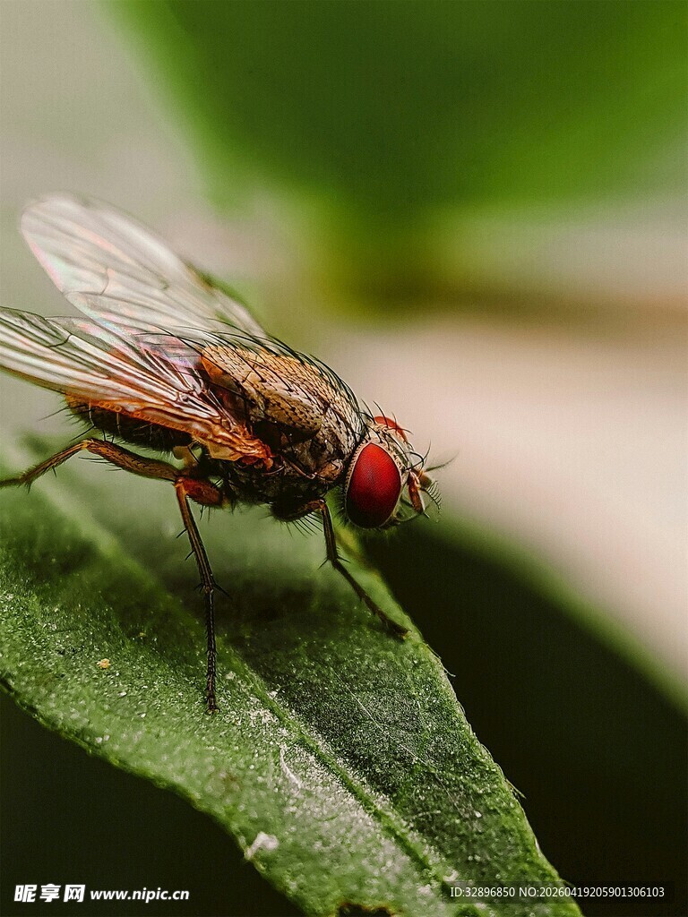 绿叶上的红眼睛苍蝇
