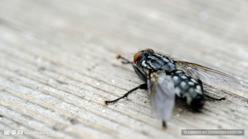 木面上的一只苍蝇