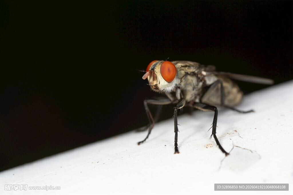微距下的红眼苍蝇