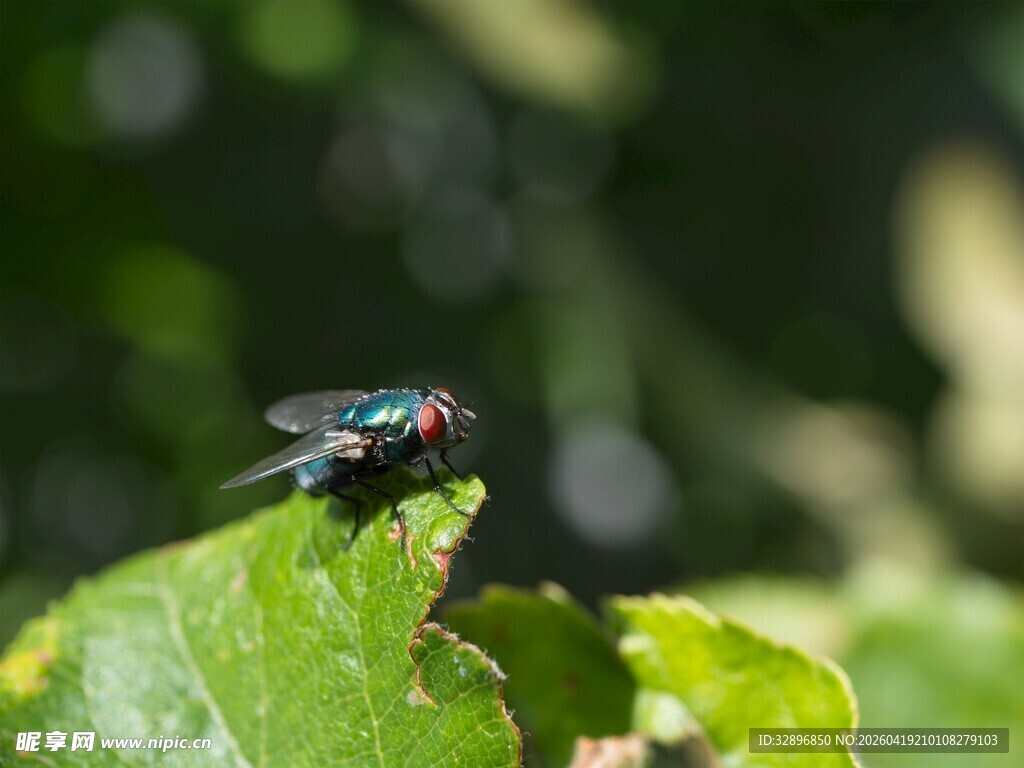 绿叶上的绿头苍蝇