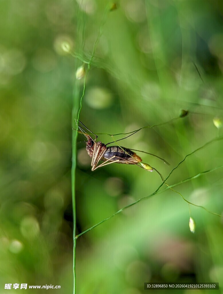 草丛中的小昆虫