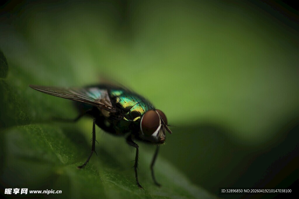 绿叶上的绿头苍蝇