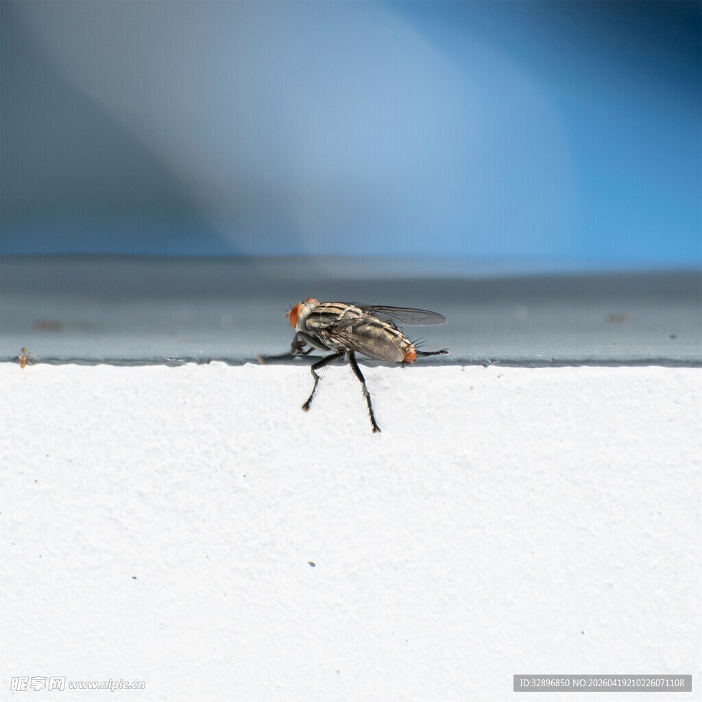 窗边行走的小昆虫