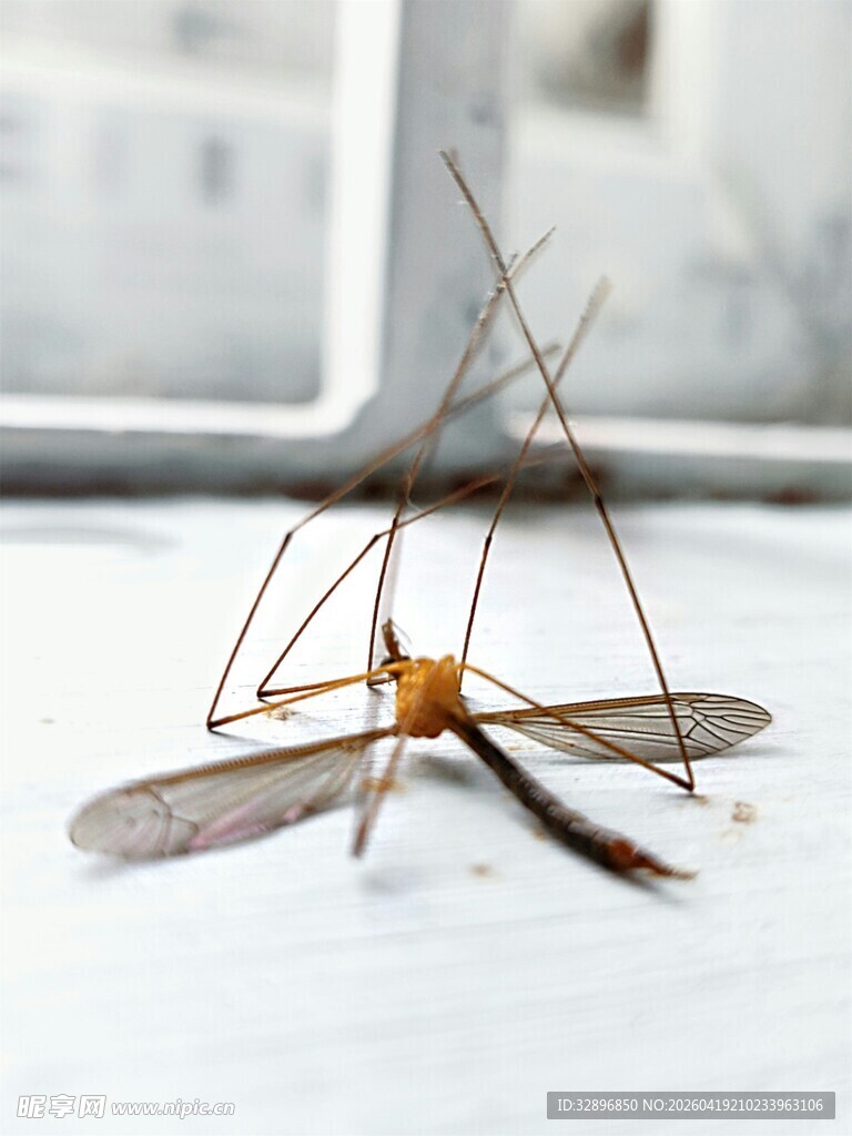 室内停歇的长脚蚊