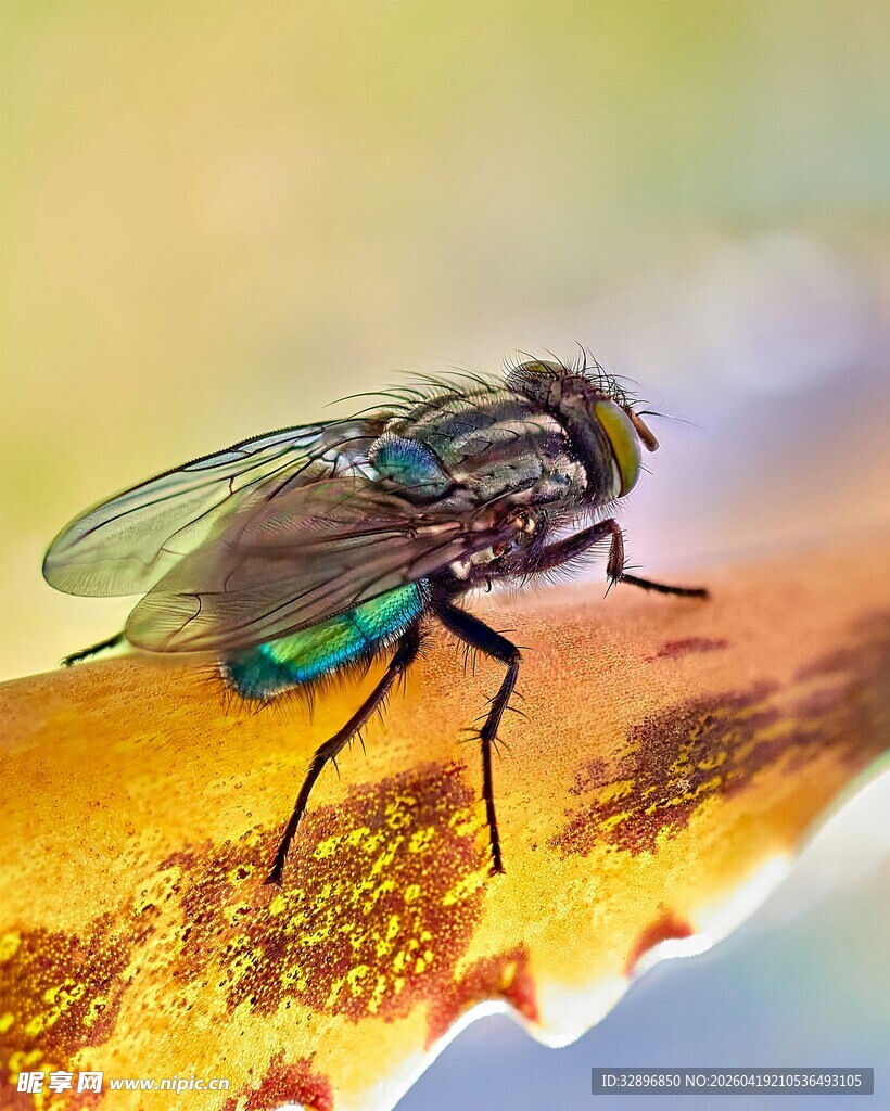 多彩苍蝇停于叶片上