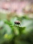 绿叶上的小昆虫