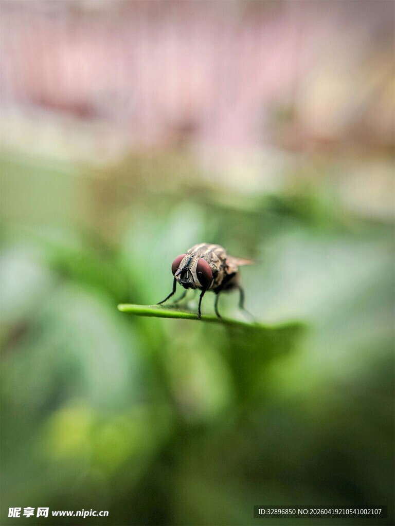 绿叶上的小昆虫