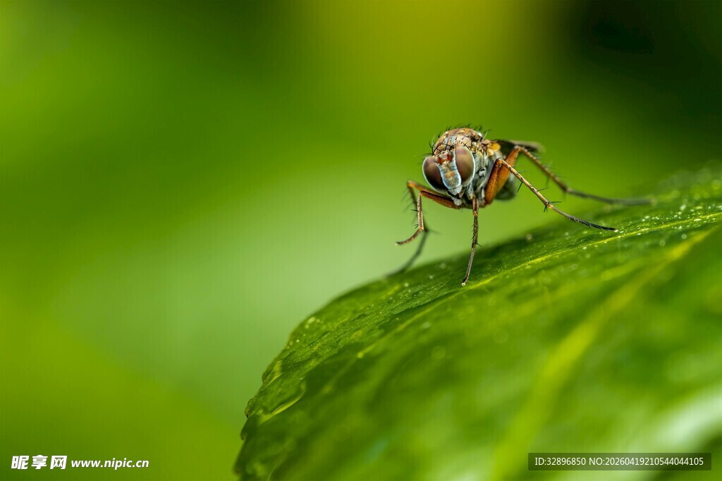 绿叶上的小昆虫