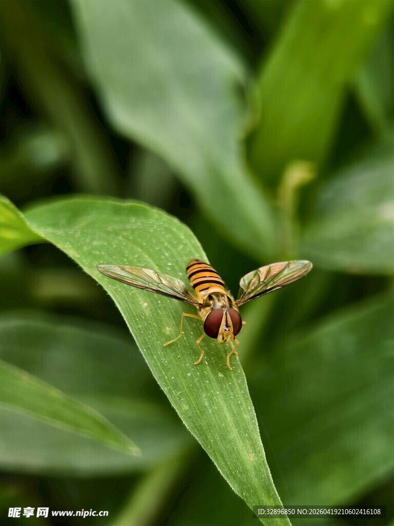 绿叶上的条纹昆虫