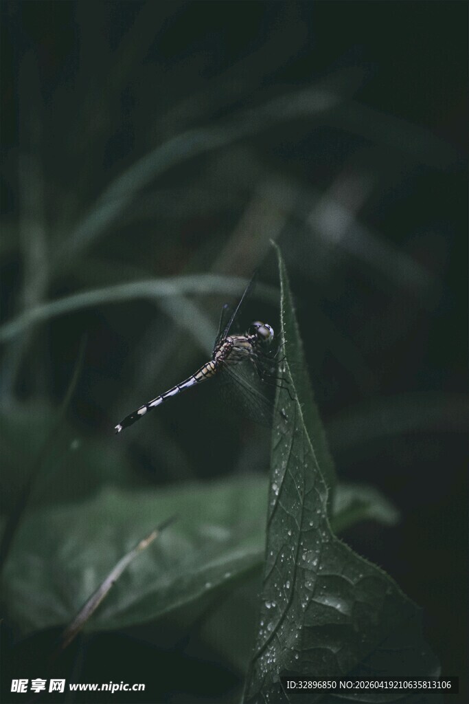 绿叶上的精致小昆虫