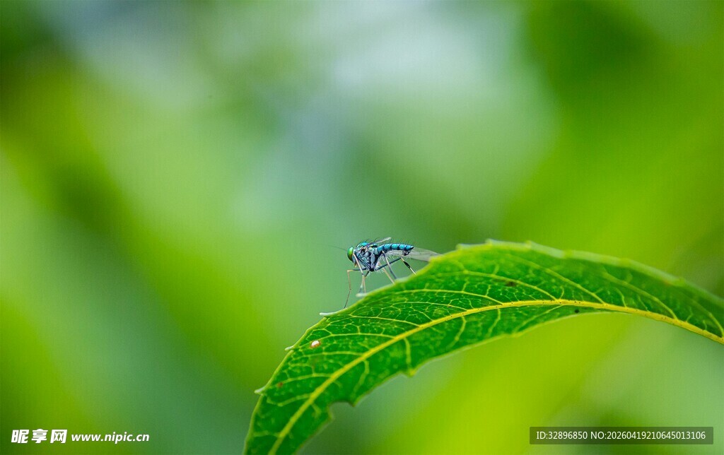 绿叶上的小昆虫
