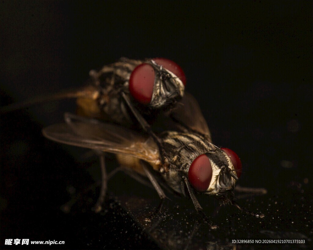 两只红头苍蝇特写