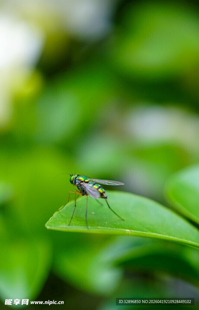 绿叶上的小昆虫