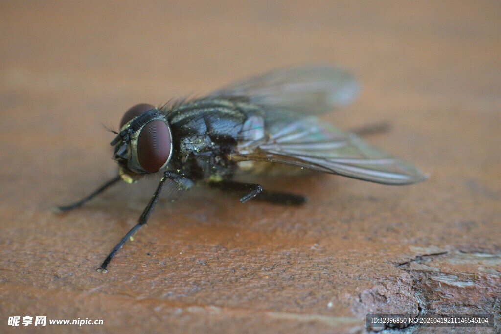 微距下的苍蝇