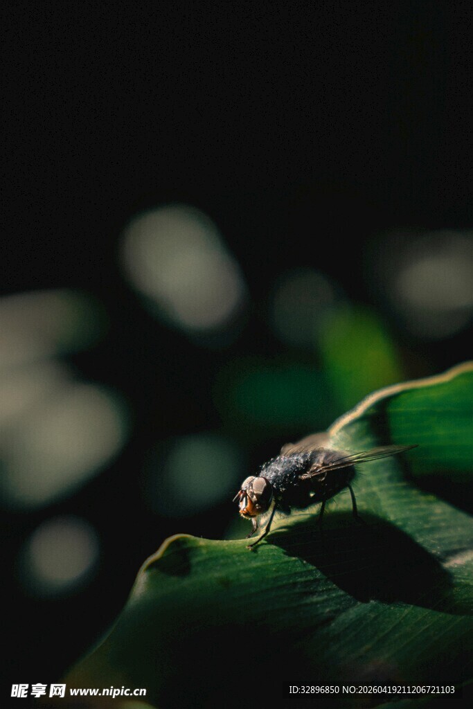 绿叶上的小甲虫