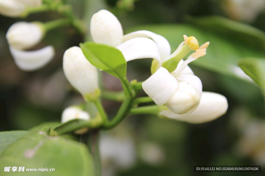 柑橘花