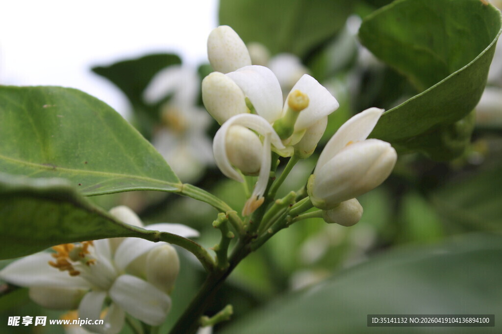 柑橘花