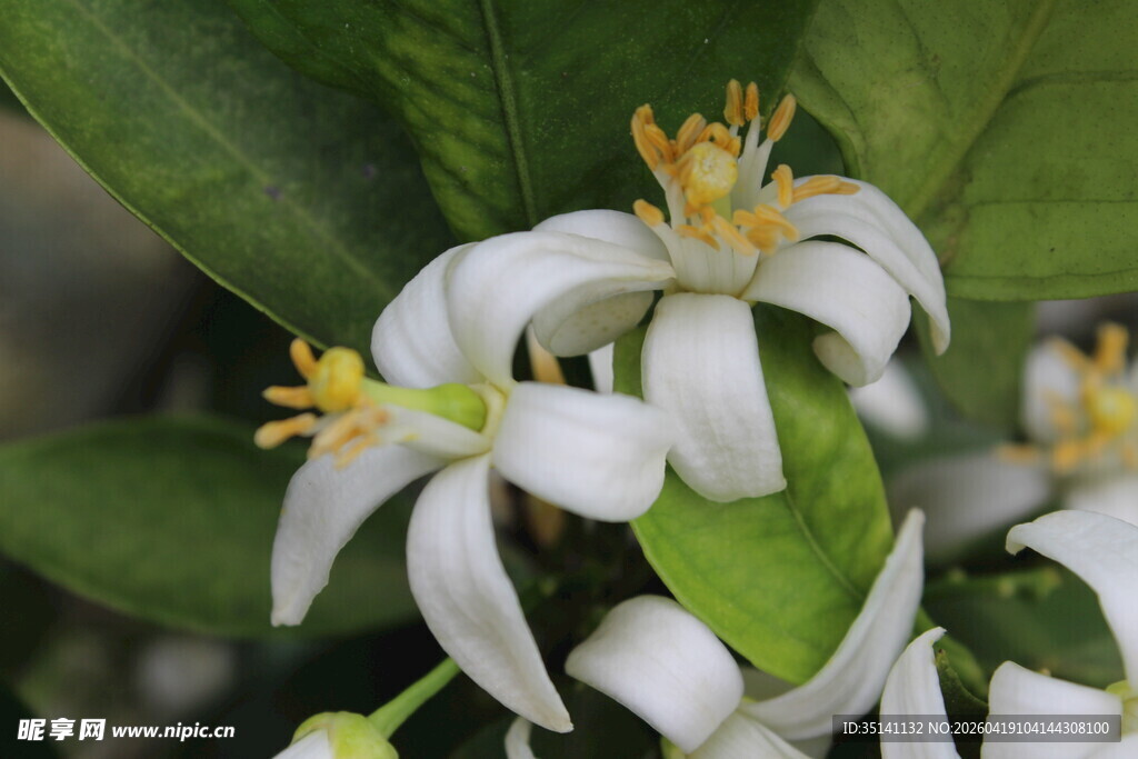 柑橘花