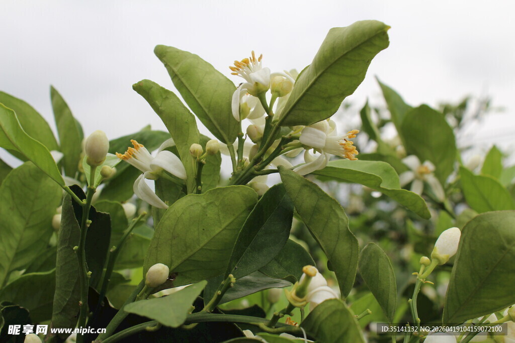 柑橘花