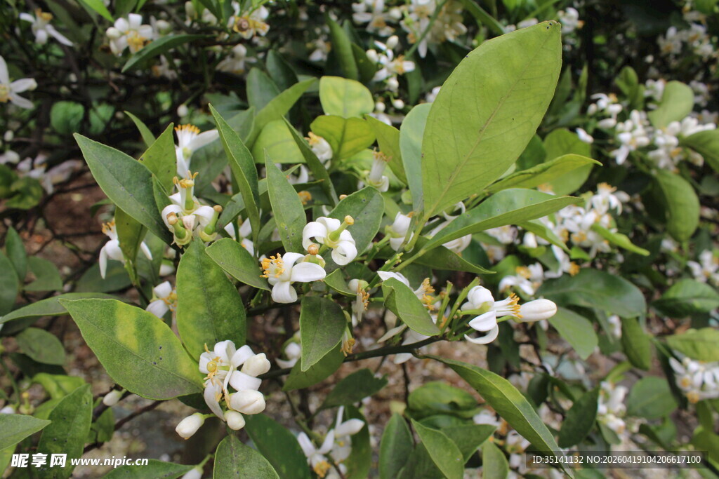 柑橘花